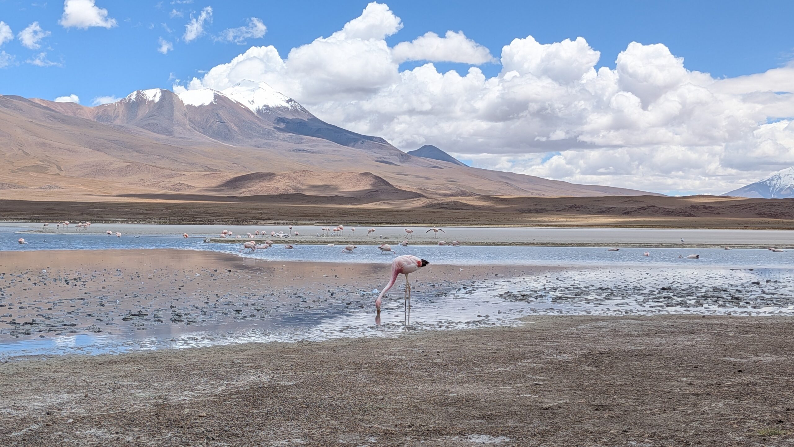 Flamingos in Laguna Colorada, Bolivia, Day 8