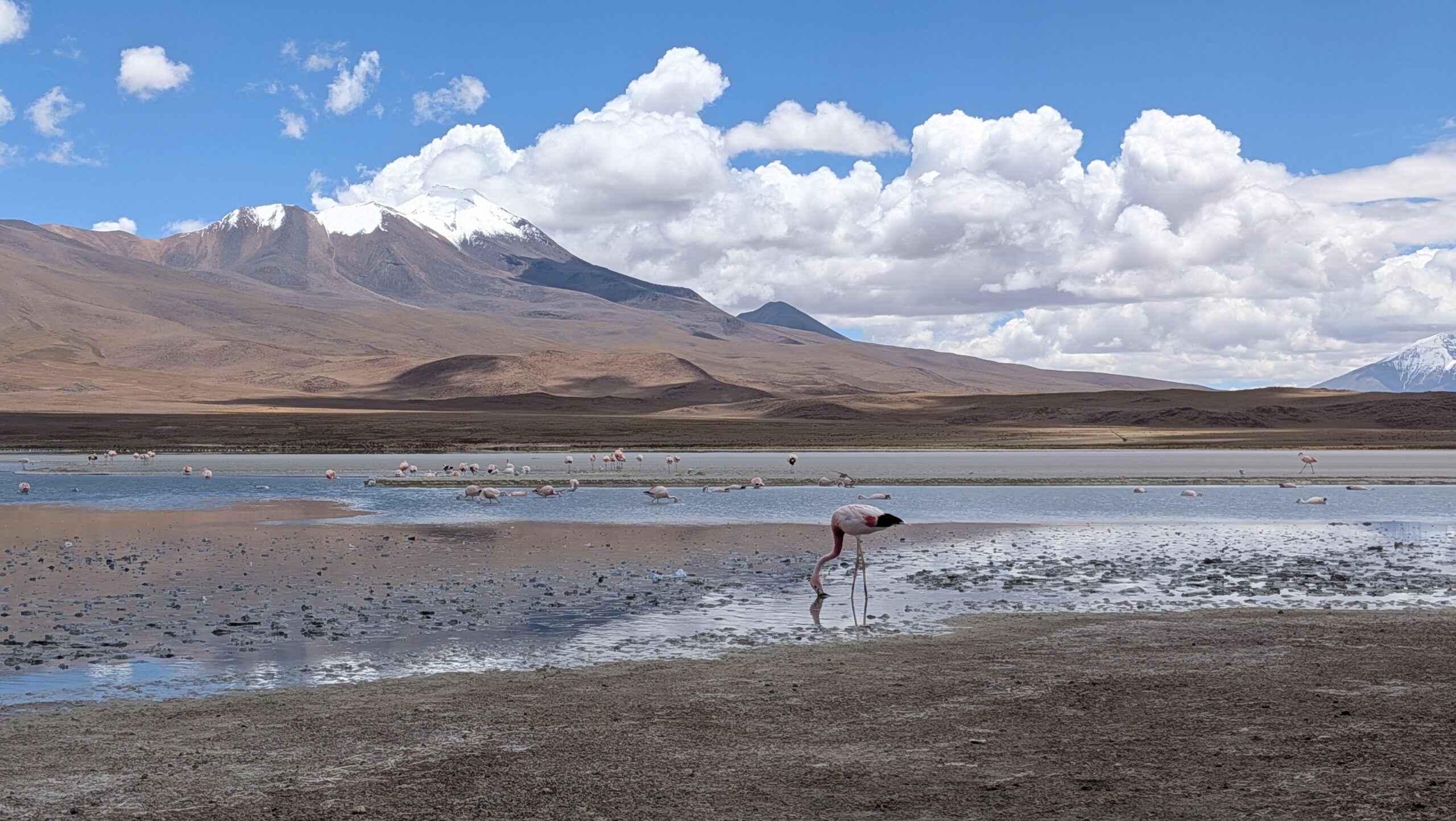 Flamingos on a salt flat lake in Bolivia