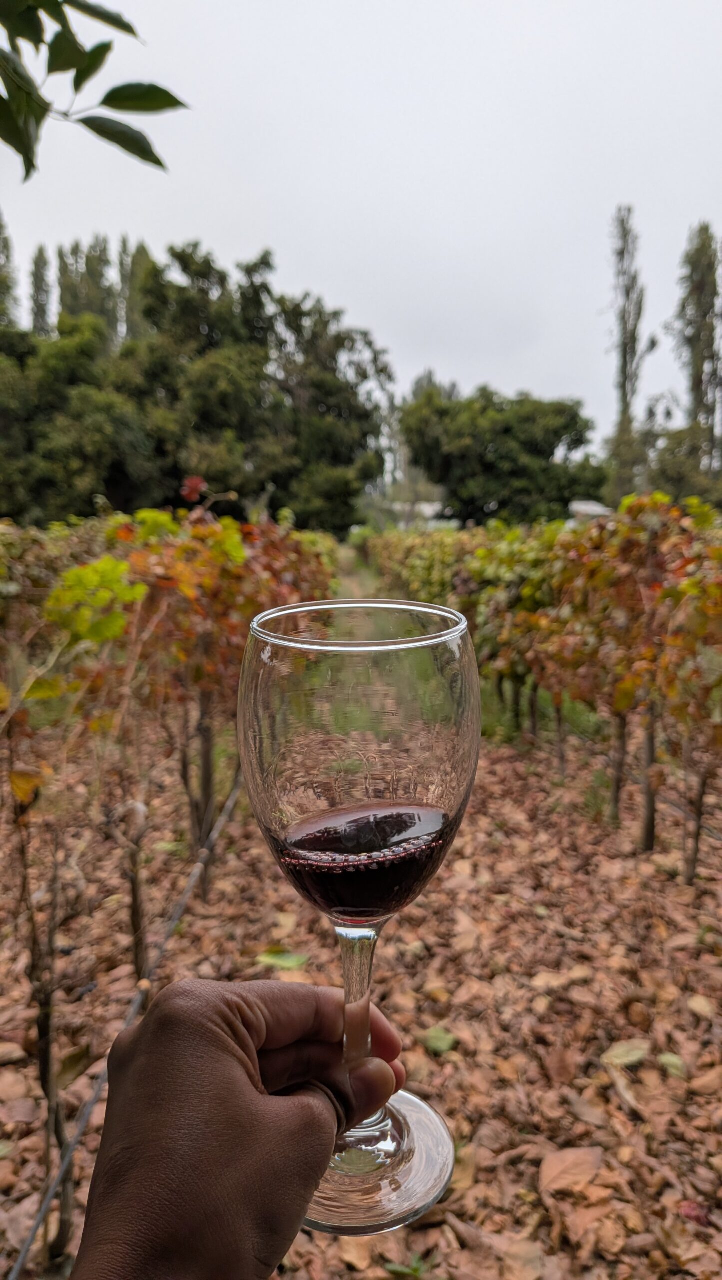 Maipo Valley wine tour